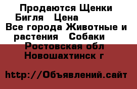 Продаются Щенки Бигля › Цена ­ 35 000 - Все города Животные и растения » Собаки   . Ростовская обл.,Новошахтинск г.